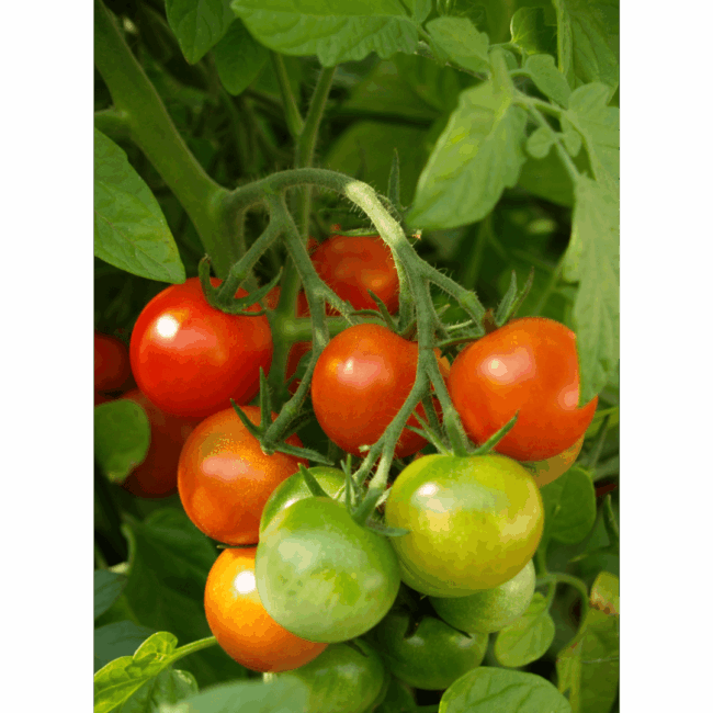 tomate_cerise