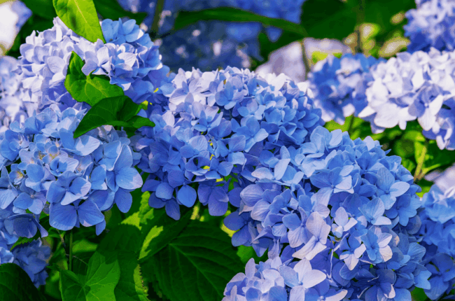hortensia hortensia